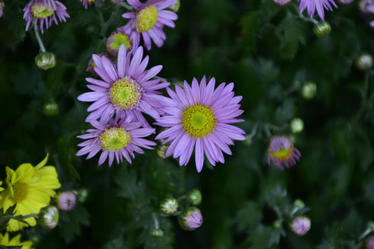菊花