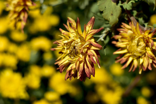 菊花