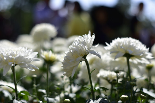 菊花