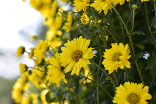 菊花