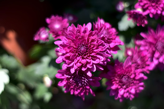 菊花
