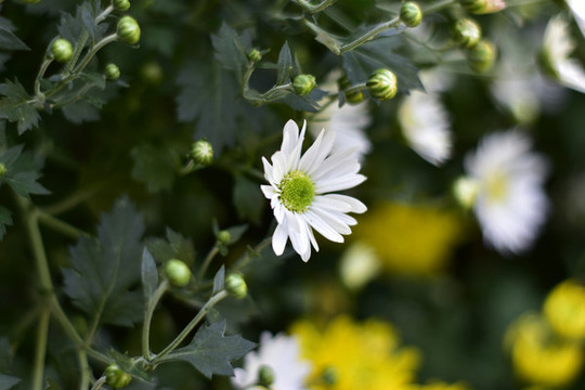 菊花