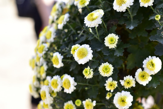 菊花