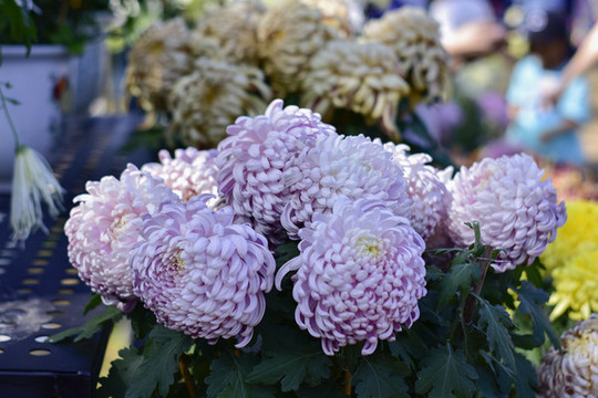 菊花