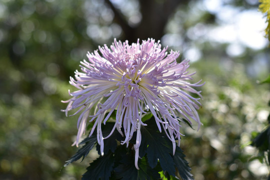 菊花