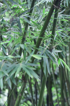竹葉竹子