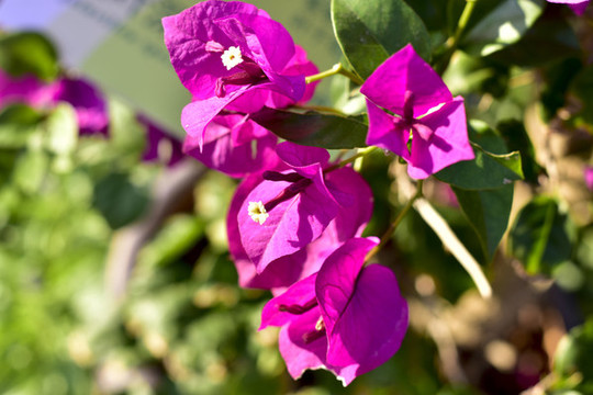 杜鵑花