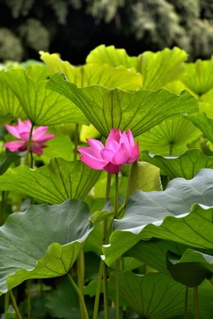 荷葉荷花