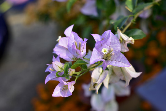 杜鵑花