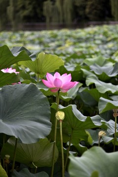 荷葉荷花