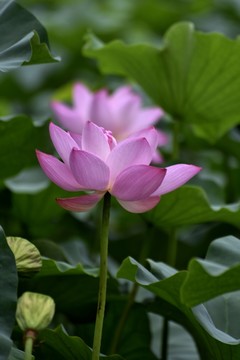 荷葉荷花