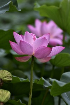 荷葉荷花