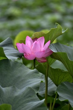荷花荷葉