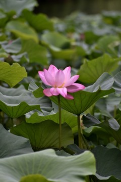 荷葉荷花