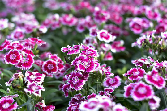 石竹花