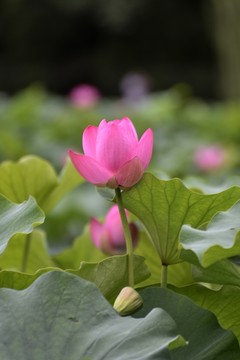 荷葉荷花