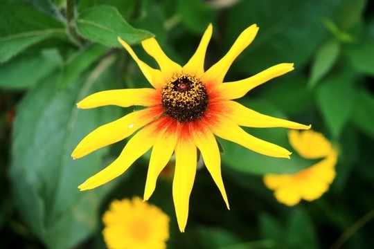 小黃花