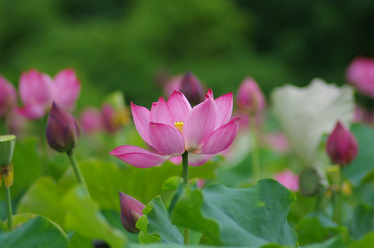 荷花