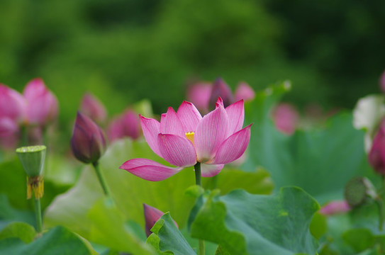 荷花