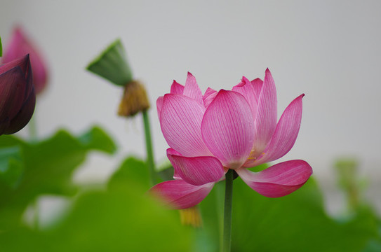 荷花