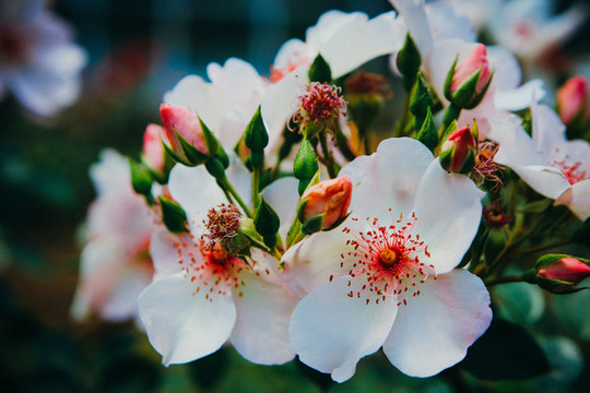 薔薇花