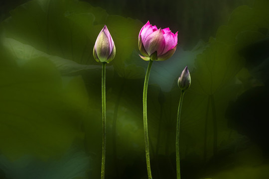 荷花