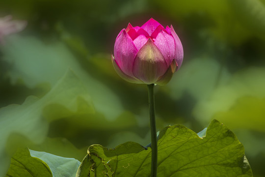 荷花