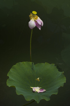 荷花