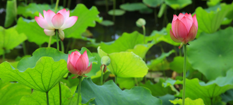 荷花
