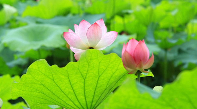 荷花