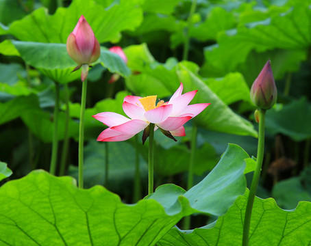 荷花