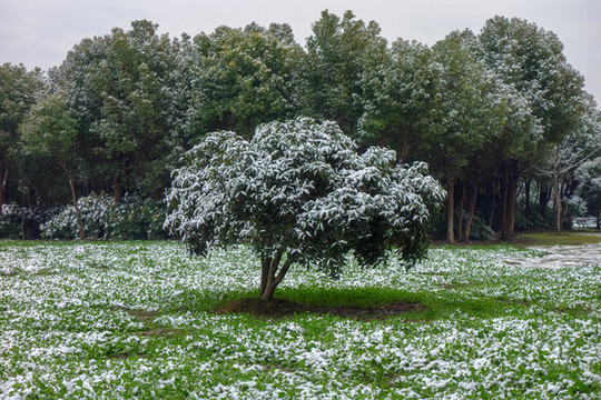 雪中樹