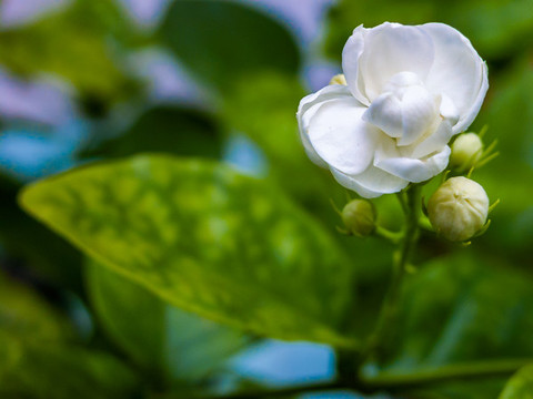茉莉花