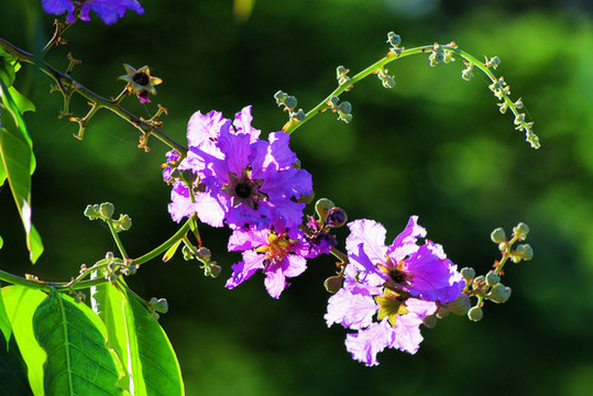 紫薇花