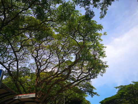 藍(lán)天綠樹