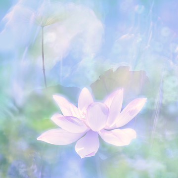 夢(mèng)幻荷花