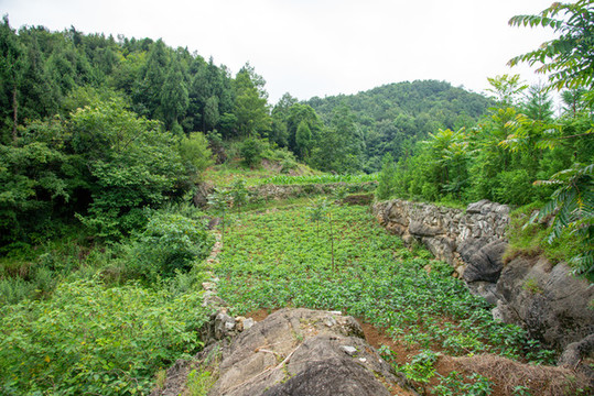 山間農(nóng)田