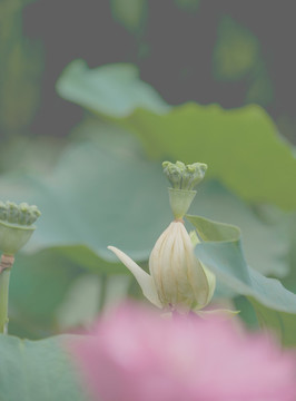午后荷花