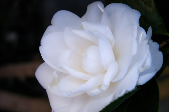 白茶花