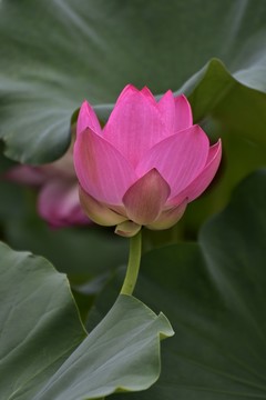 荷花花苞