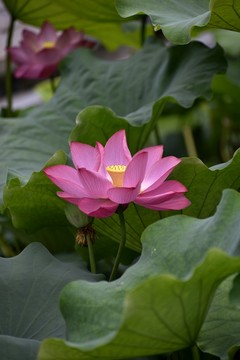 荷花荷葉