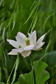 白蓮花