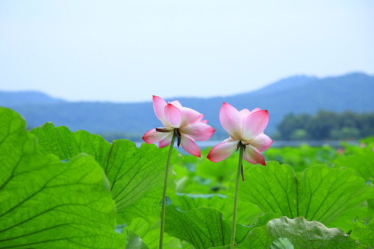 荷花