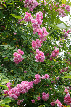 薔薇七姐妹花