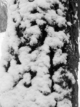 雪