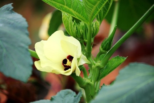 秋葵花