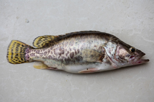 桂魚