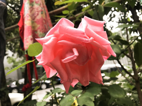 粉色的月季花