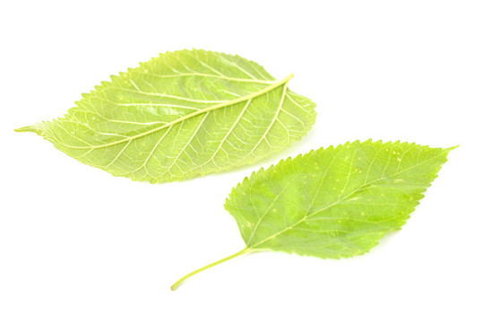 桑樹(shù)葉