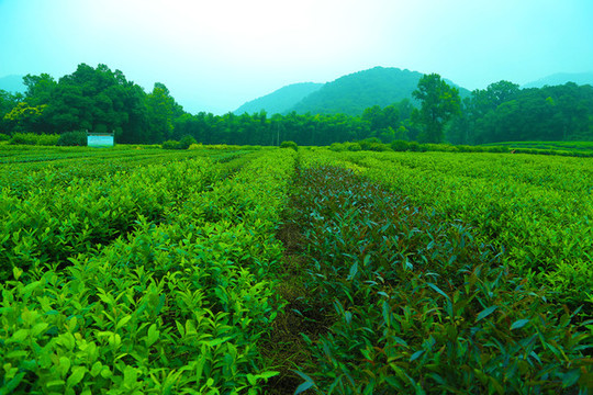 茶園